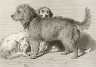 Die drei Hunde von Edwin Landseer